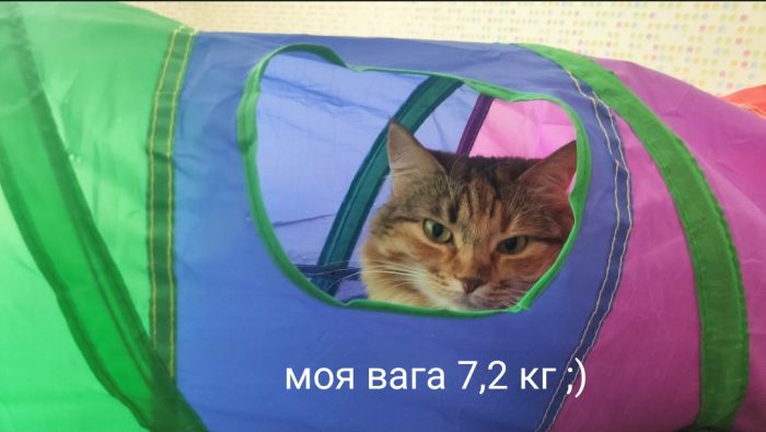 Ігровий лабіринт тунель для кота (кішки, кошеня) 115 х 25 см 63982 гра схованка